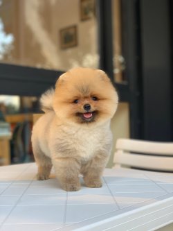 Orjinal Irk Ve Sağlık Garantili Boo Yavrularımız 1
