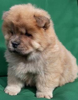 Satılık Chow Chow Yavruları 3