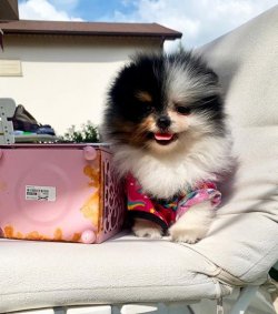 Orji̇nal Pomerani̇an Boo Yavrularımız 4