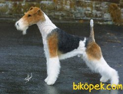 FOX TERRIER 1
