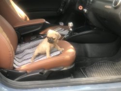 Pug Mops Yavru 2 Aylık Altınoluk, Çanakkale, Balıkesir 3