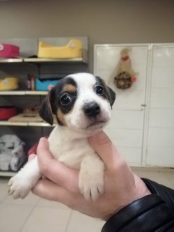 Jack Russell Yavrularımız Irk Garantilidir 1