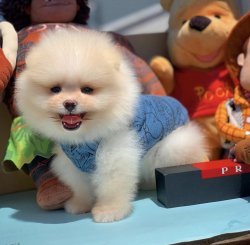 Irk Ve Sağlık Garantili PomeranianBoo Yavrularımızdan 4