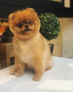 TEDDY BEAR AYI SURAT POMERANİAN BOO EĞİTİMLİ YETİŞKİNLER 2