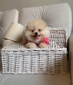 POMERANİAN BOO YAVRULARİMİZ 4