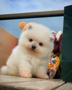 Orjinal  Teddybear Yüz Yapısına Sahip Pomeranianboo 1