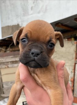 Orjinal Boxer Yavrularımız 1