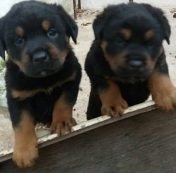 A Kalite Rottweiler Bebeklerimiz Mevcuttur 1