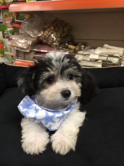 Kuba Havanese Terier 4