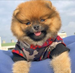 Orijinal Teacup Boy PomeranianBoo Oğlumuz 4