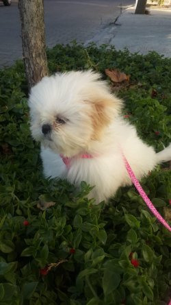 Mini Kutup Ayıları Shih Tzu 1
