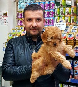 Satılık Toy Poodle Yavruları 2