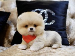Boo Pomeranian Yavrular 1