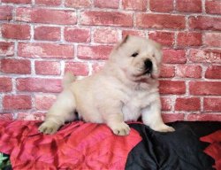 Chow Chow Yavruları Afyondan 2