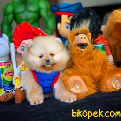 3 Aylık Erkek Kahve PomeranianBoo 1