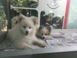Pom Spitz Yavrularımız 2