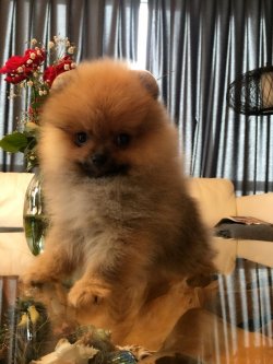 A Kalite Mükemmel Pomeranian Yavrulari 2