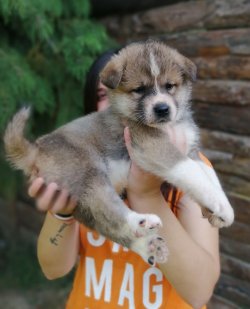 Üst Kalite Kızıl Akita Yavrumuz 3