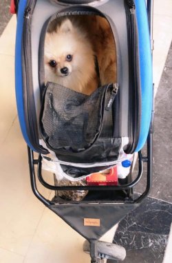 Lokum Pomeranian 1