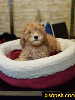 Toy Poodle 2 Aylık Sağlık Ve Irk Garantili 1