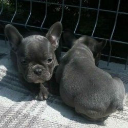 Blue French Bulldog Yavruları 2