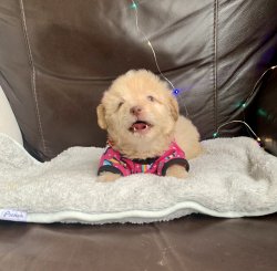 Maltipoo Yavrularımız Tuy Dökmez Tuvalet Eğitimli 3