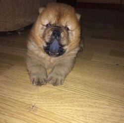 Satılık Chow Chow Çi̇n Aslanı Yavrularımız Afyondan 2