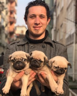Pug Mops Yavruları 1