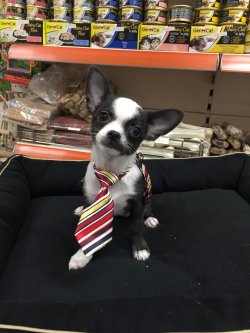 Satılık Chihuahua Teacup Yavrular 4