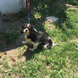 Cavalier Kingcharles Dişi Yetişkin 1