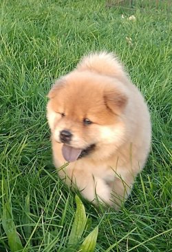 Kızıl Chow Chow Yavruları 3