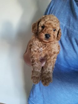 Toy Poodle Yavrularımız Yeni Sahiplerini Bekliyorrr... 1