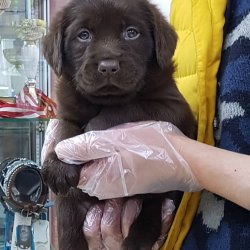 LABRADOR RETRIEVER YAVRULARI 3