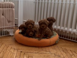Toy Poodle Red Brown Safkan Aşılı Eğitimli Yavrularımız 3