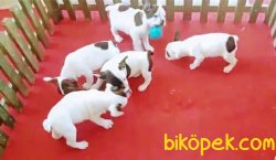 Aşılı Kimlikli Ücretli Fransız Bulldoglar 3