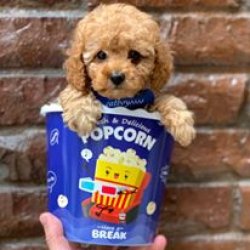 TOY POODLE APRİCOT YAVRULAR 2