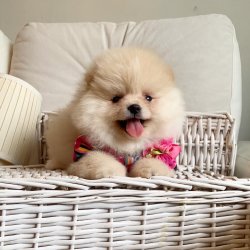 Pomeranian Boo Safkan Yavrularımız 1