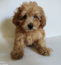 Toy Poodle İrk Garantili Erkek 2 Aylık Yavrular 1