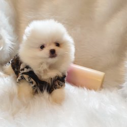 Orjinal Pomeranian Boo Yavrularımız 4