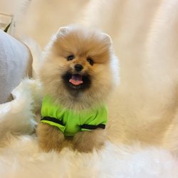 Pomeranian Boo Orjinal Yavrularımız 2