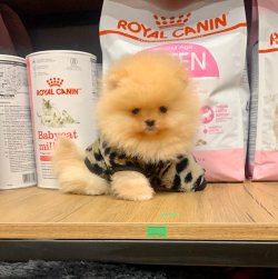 Orjinal Irk Boo Pomeranian Yavrular 2