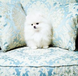 Yeni Gelen Beyaz Party Colour Renk Pomeranian Boo 1