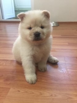 Satılık Chow Chow Yavruları 1