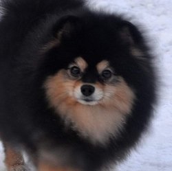 POMERANİAN BOO 5