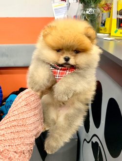 Pomeranian Teddy Face Yavrumuz 2
