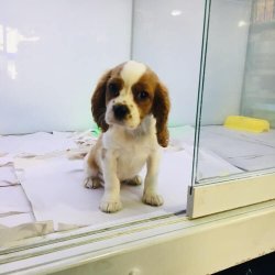 CAVALER KING CHARLES YAVRUMUZ  ANKARA PET SHOP TA 1