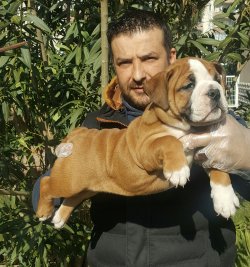 İNGİLİZ BULLDOG YAVRULAR 1