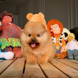 Kapıda Ödemeli Gönderim Pomeranian Yavrularımız 3