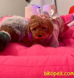 TOY POODLE YAVRULAR 3