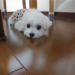 Maltese Terrier Yavrular 2